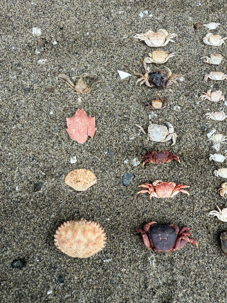 a group of shells on the ground (MyCoast AI)