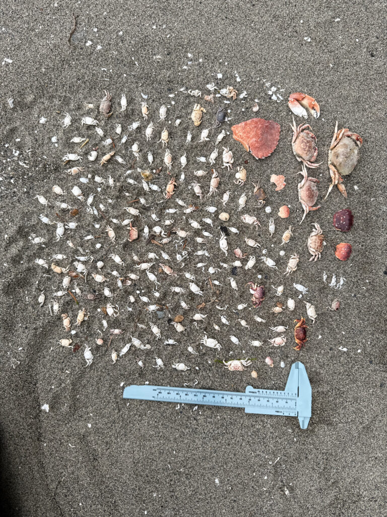 a group of small animals on the ground (MyCoast AI)