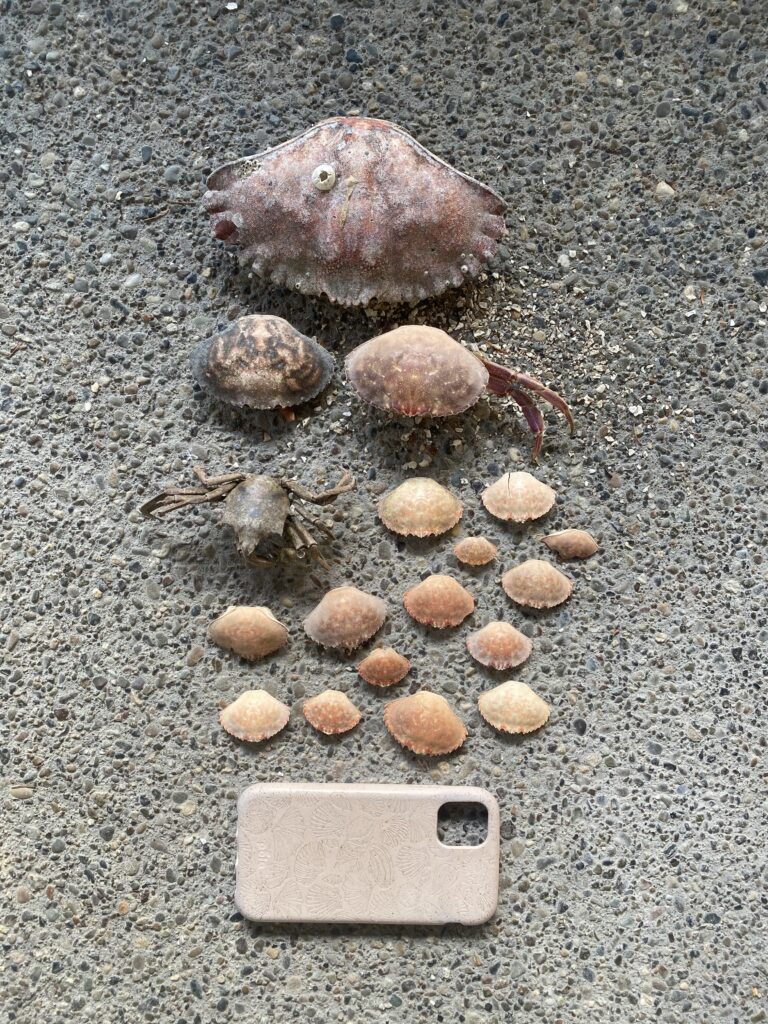 a group of snails on a concrete surface (MyCoast AI)
