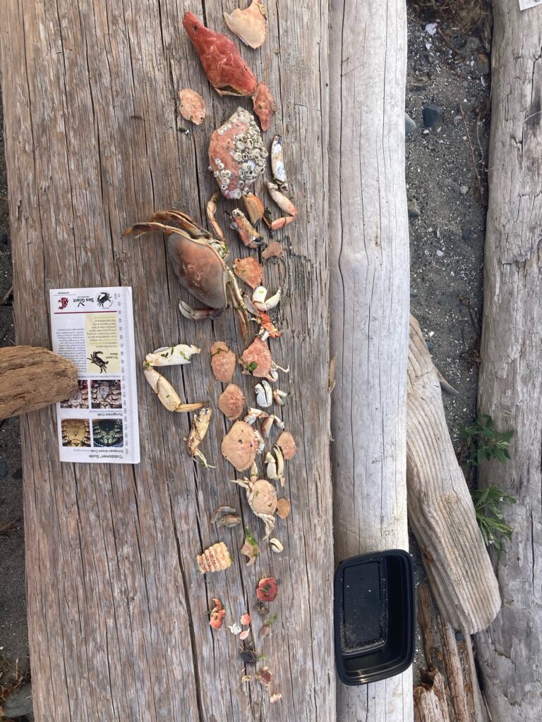 a group of birds on a wood surface (MyCoast AI)