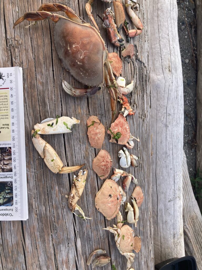 a group of turtles on a wood surface (MyCoast AI)