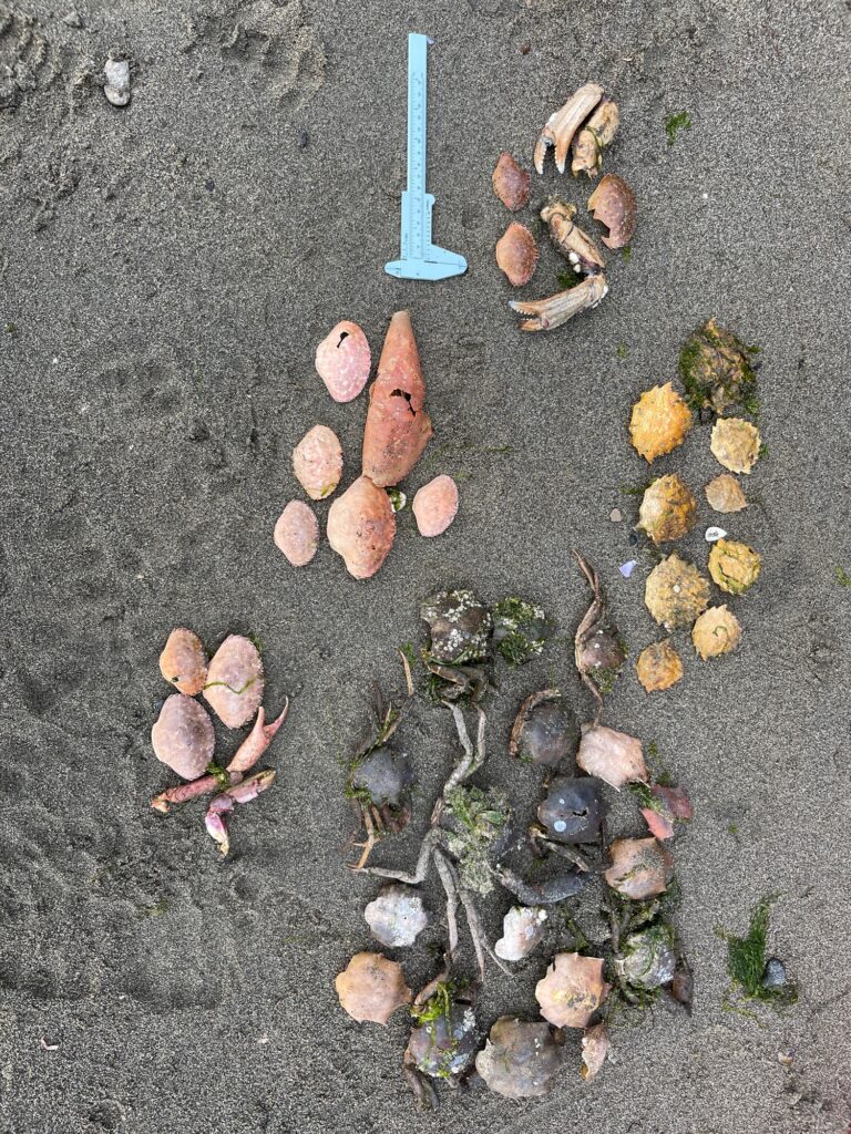 a group of rocks and a blue object on the ground (MyCoast AI)