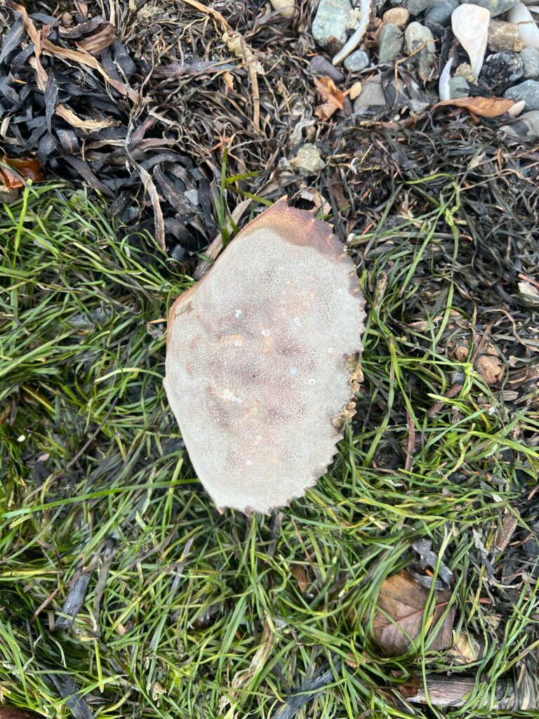 a mushroom in the grass (MyCoast AI)
