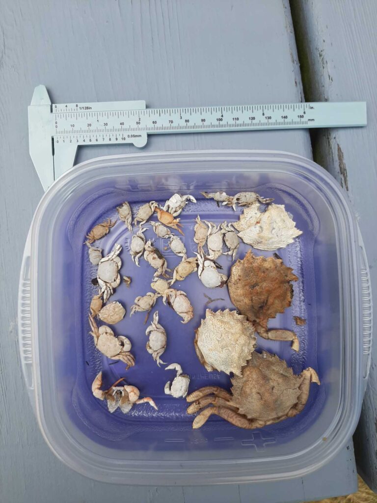a container of mushrooms (MyCoast AI)