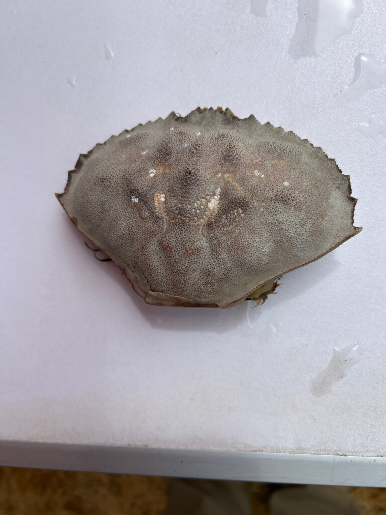 a brown rock on a white surface (MyCoast AI)