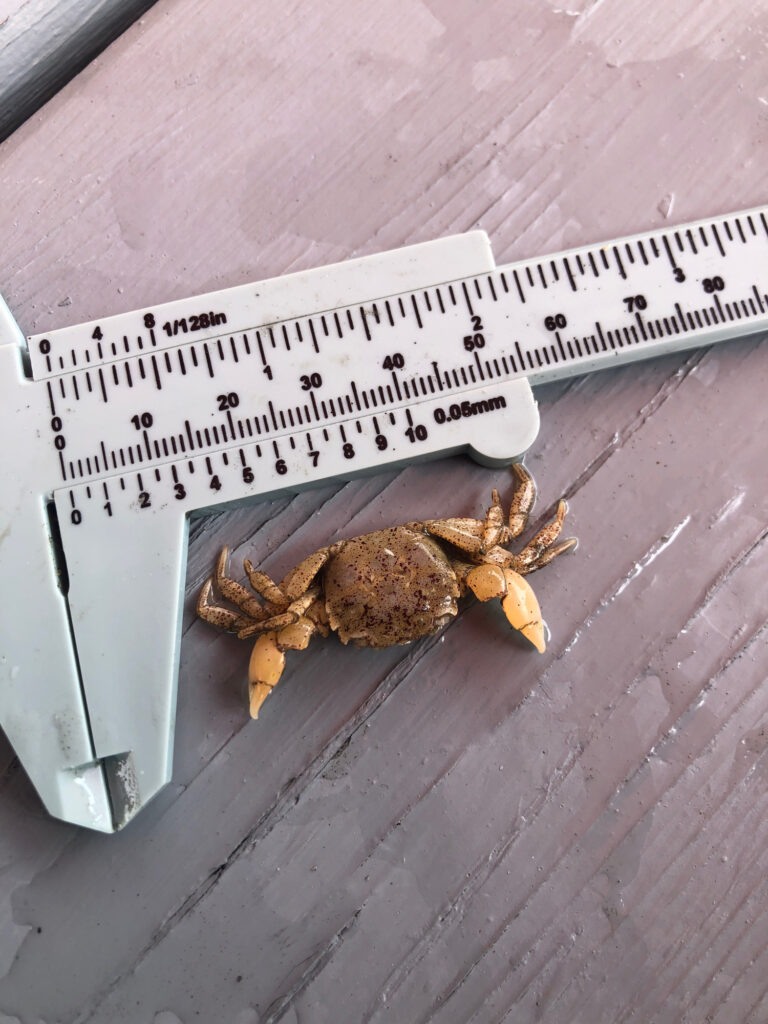 a bee on a ruler (MyCoast AI)