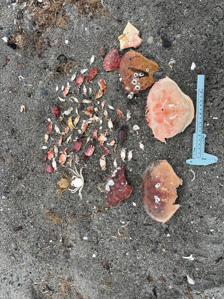 a group of objects on the ground (MyCoast AI)