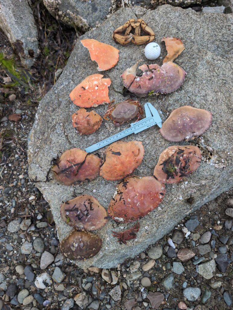 a group of rocks and a knife (MyCoast AI)
