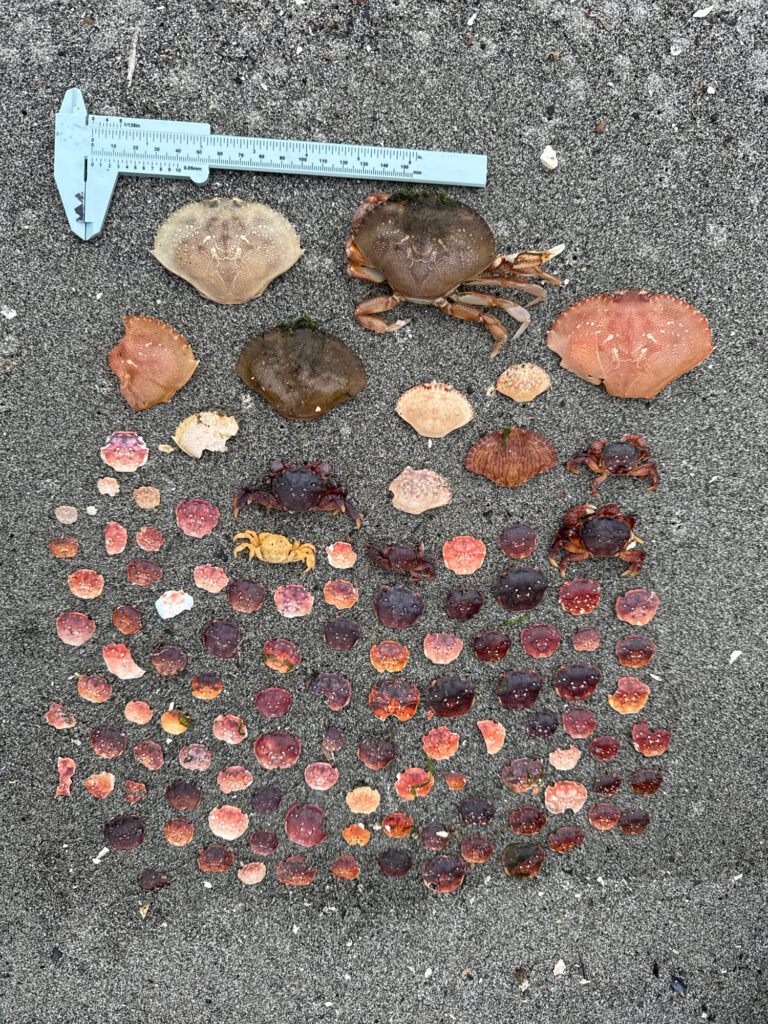 a group of rocks and a tool (MyCoast AI)