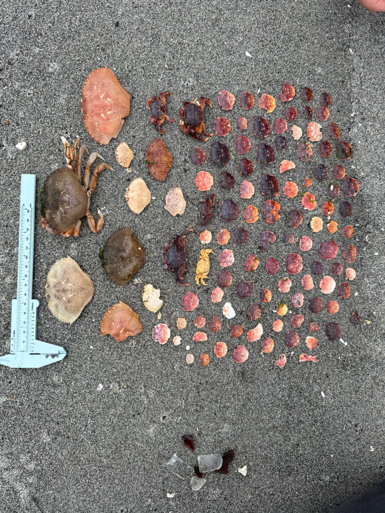 a group of rocks on the ground (MyCoast AI)