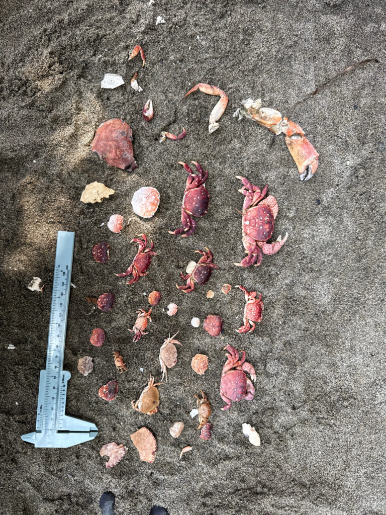 a shovel and a pile of dirt (MyCoast AI)