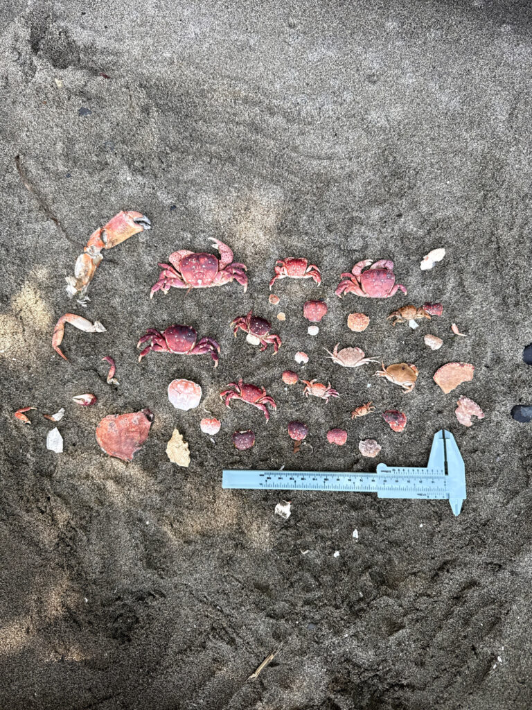 a group of sea shells on the sand (MyCoast AI)