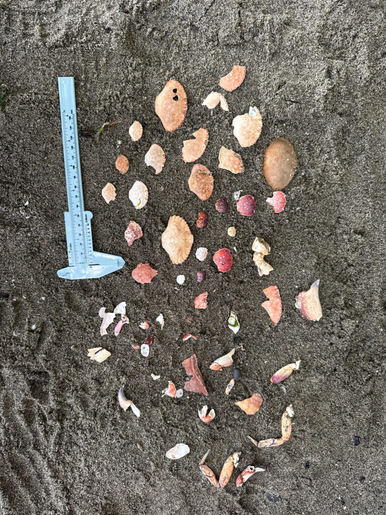 a shovel and some rocks (MyCoast AI)