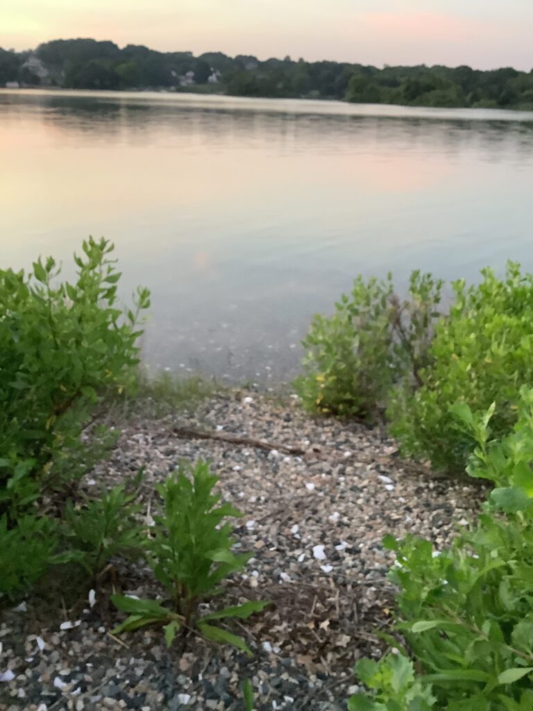 a body of water with plants and trees around it (MyCoast AI)
