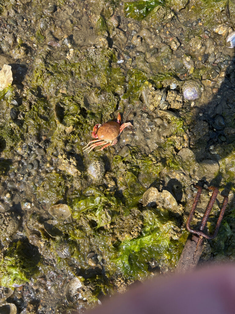 a crab on a rock (MyCoast AI)
