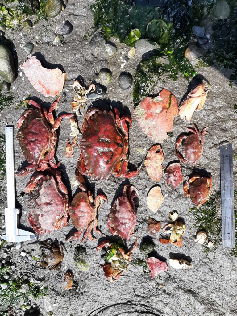 a group of brown and white mushrooms (MyCoast AI)