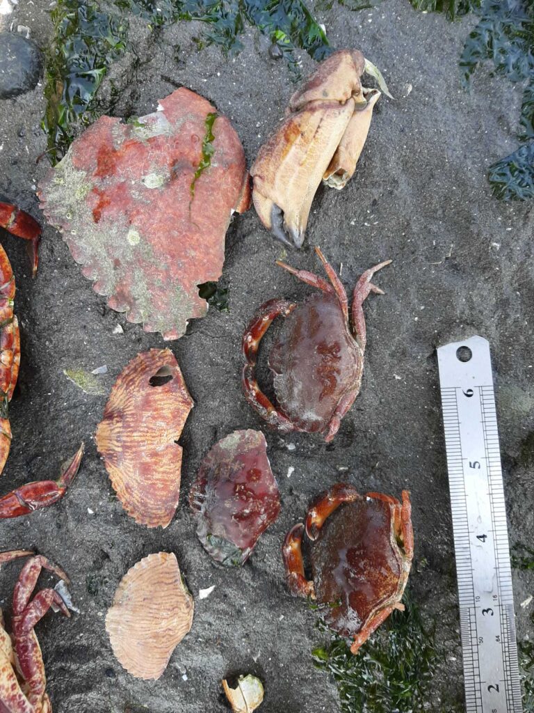 a group of fish on the ground (MyCoast AI)