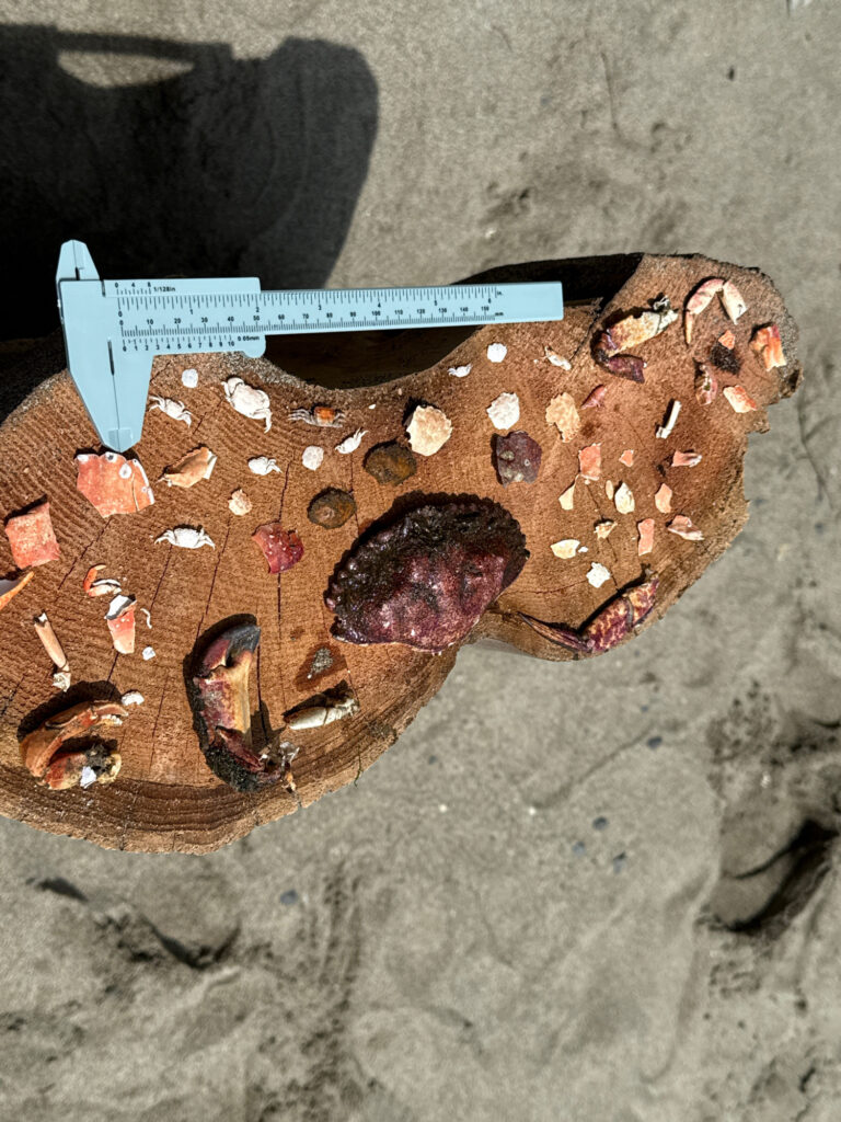 a piece of wood with a knife on it (MyCoast AI)