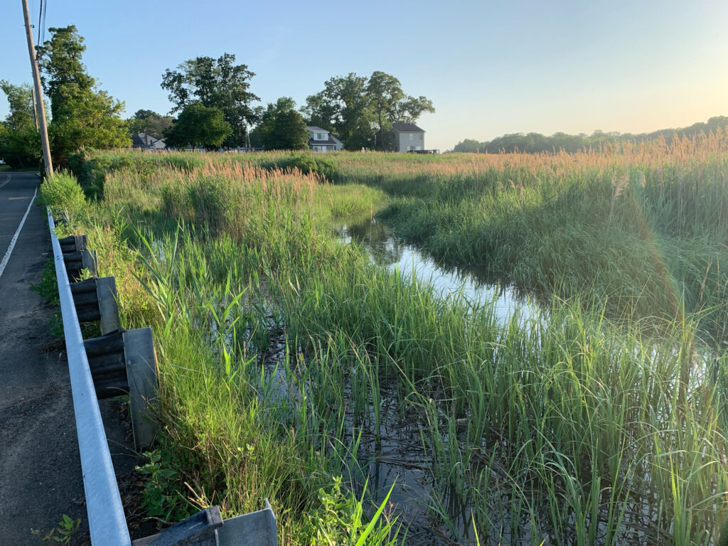 a stream of water surrounded by grass (MyCoast AI)