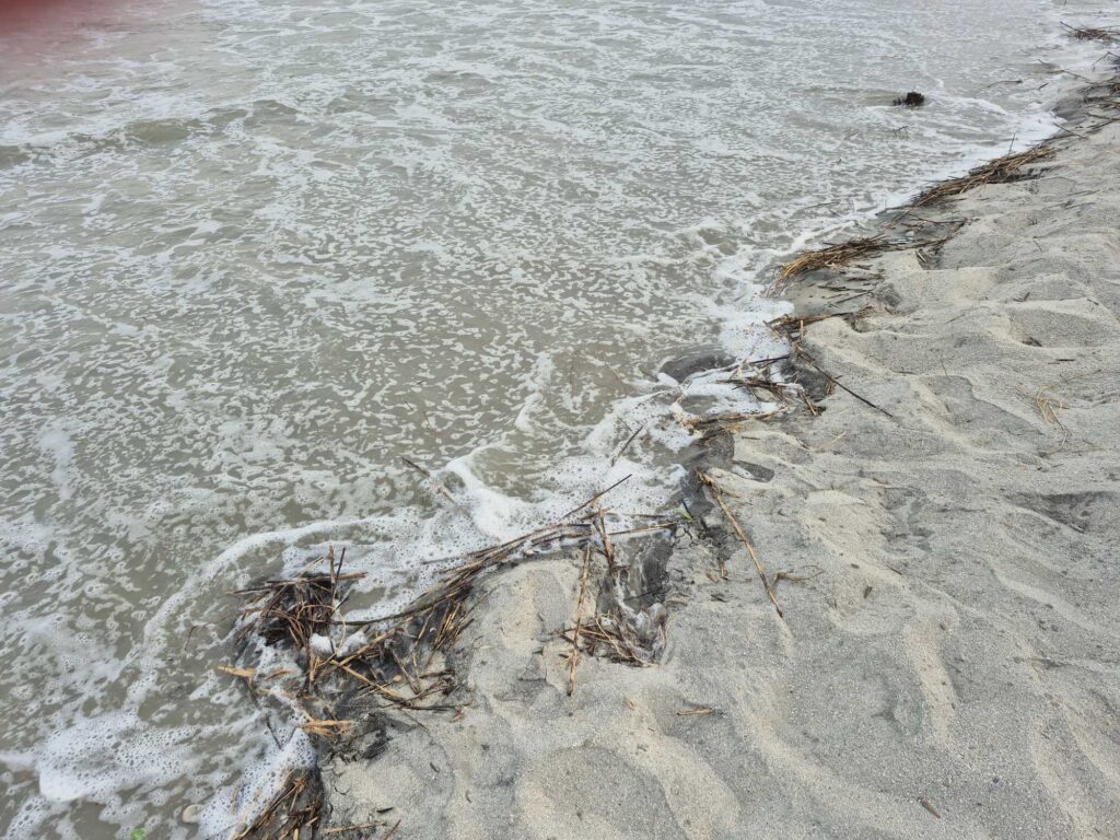 a group of sticks in the water (MyCoast AI)