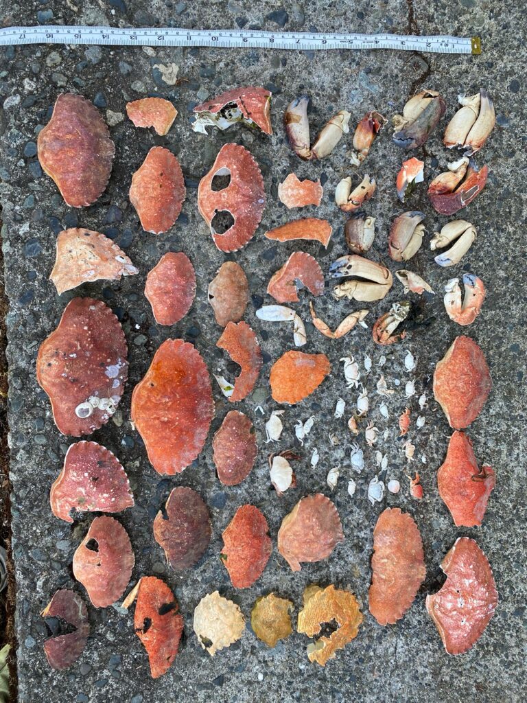 a group of red and white objects (MyCoast AI)