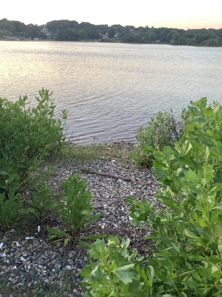 a body of water with plants and trees around it (MyCoast AI)