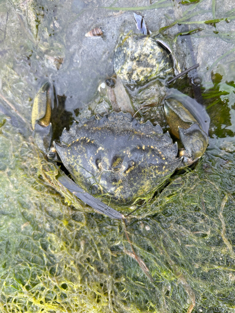 a large turtle in the water (MyCoast AI)