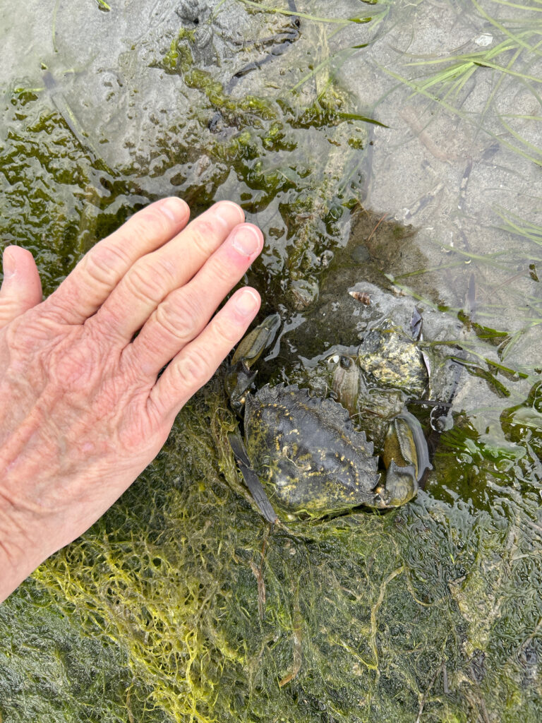 a hand holding a small crab (MyCoast AI)