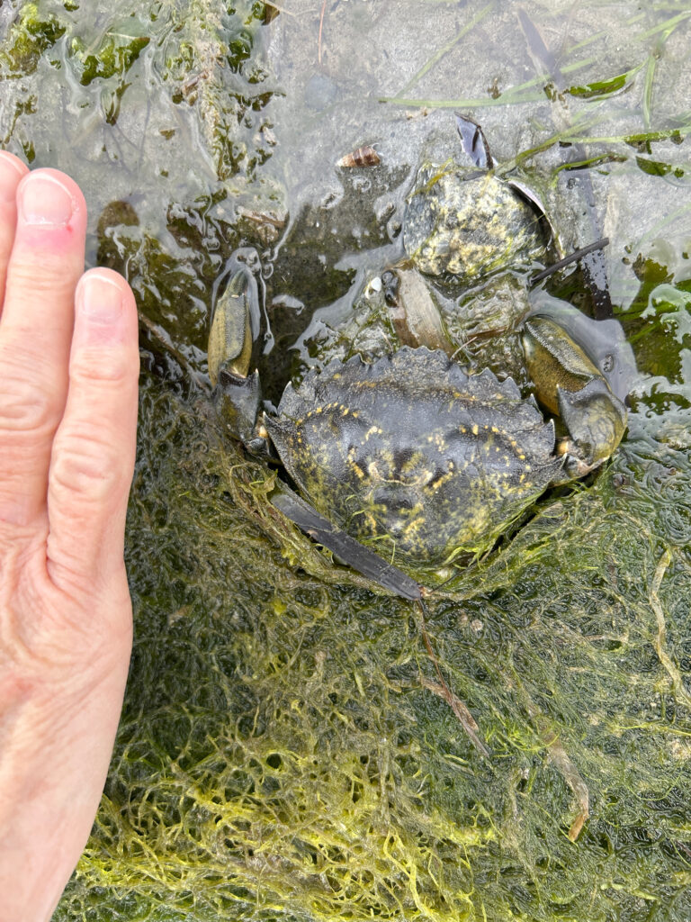 a hand holding a crab (MyCoast AI)