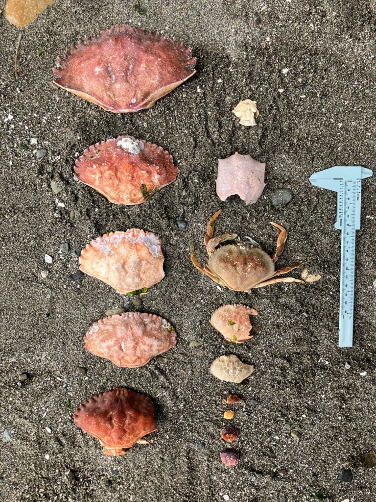 a group of crab shells on a concrete surface (MyCoast AI)