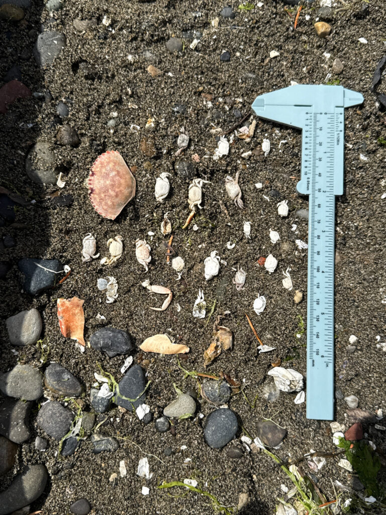 a blue shovel on the ground (MyCoast AI)