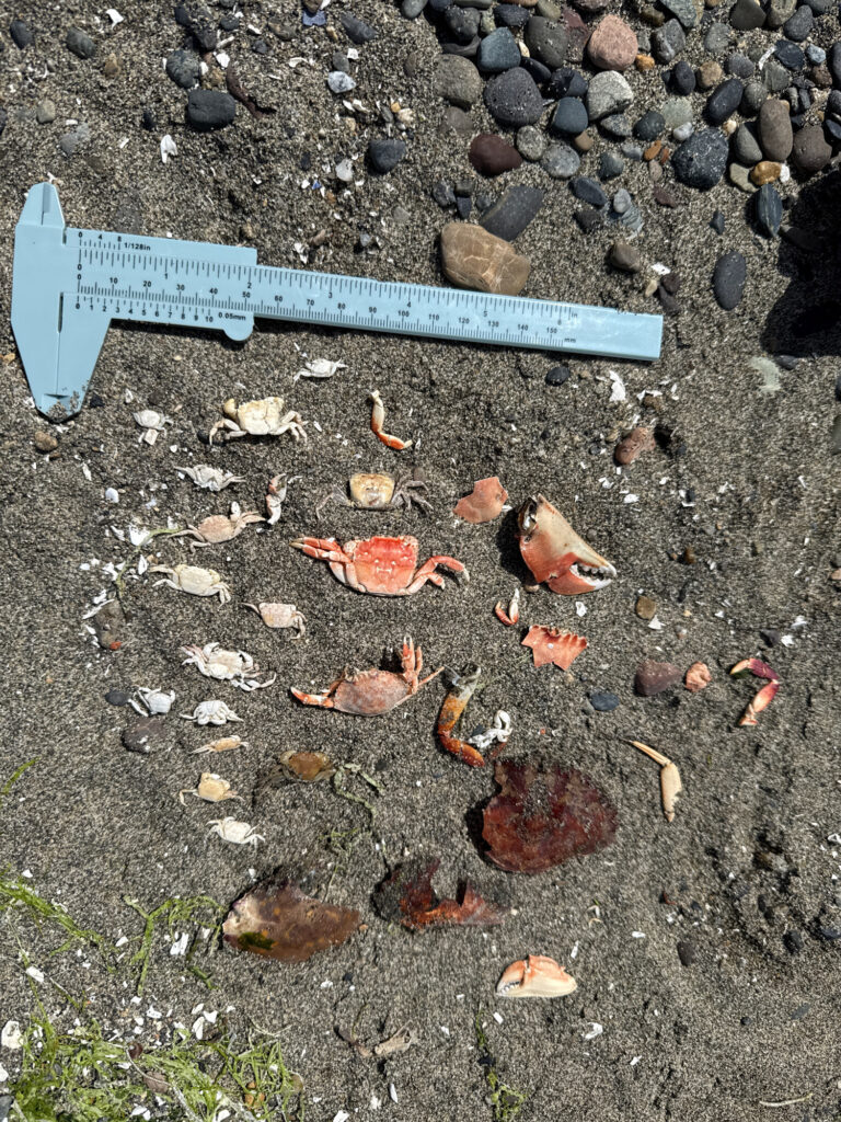 a blue plastic tube on a rocky surface (MyCoast AI)