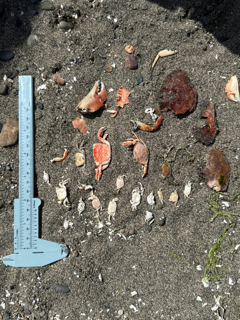 a group of sea shells on a beach (MyCoast AI)