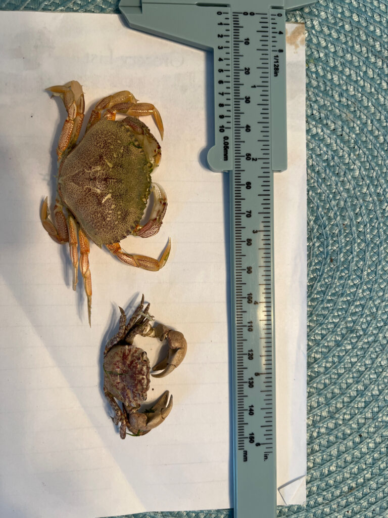 a group of turtles on a ruler (MyCoast AI)