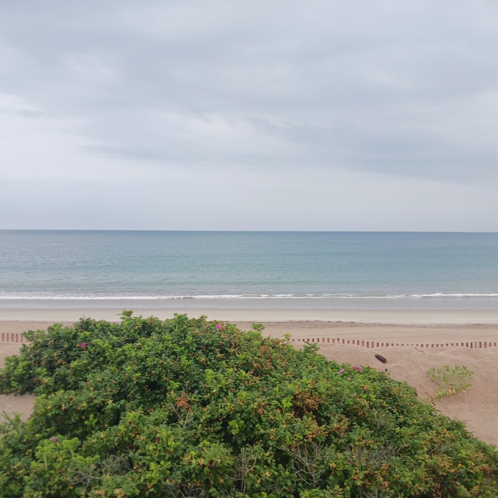 a beach with trees and bushes (MyCoast AI)