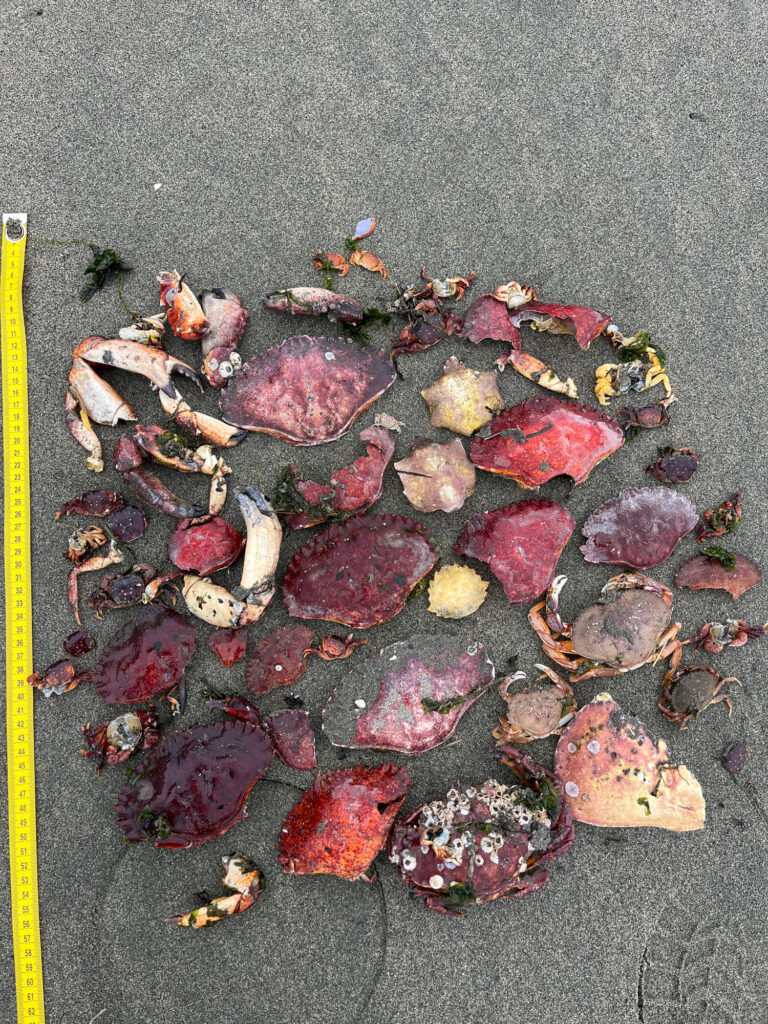 a pile of red and yellow leaves (MyCoast AI)