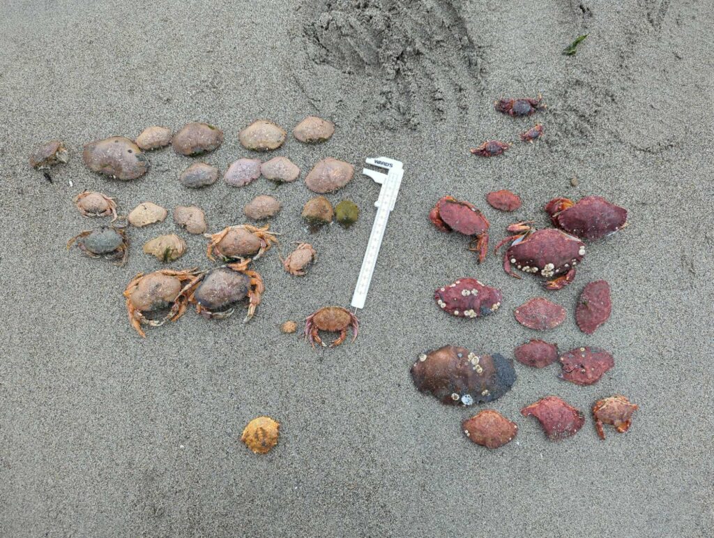 a group of rocks on the ground (MyCoast AI)