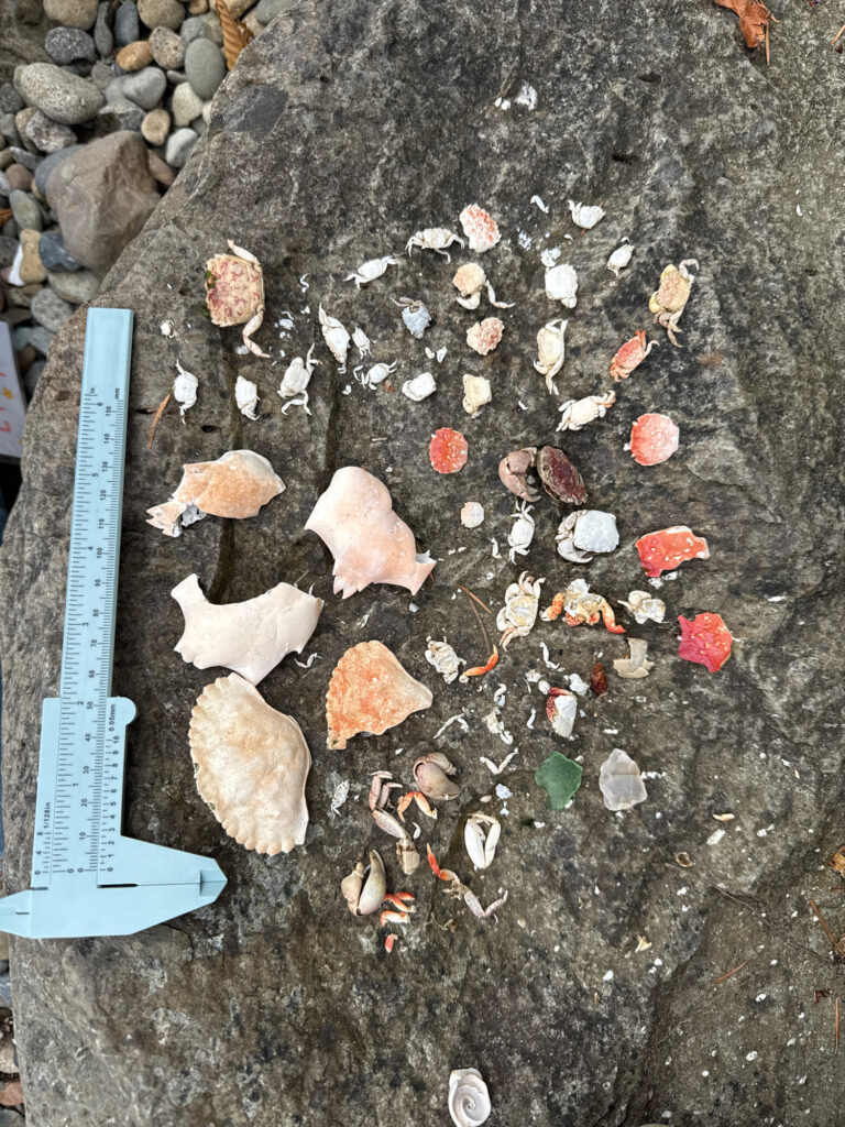 a blue shovel and a pile of dirt on the ground (MyCoast AI)