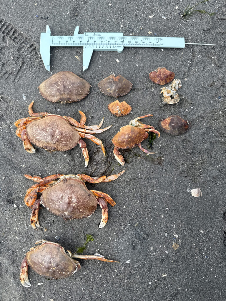 a group of brown and white crabs (MyCoast AI)
