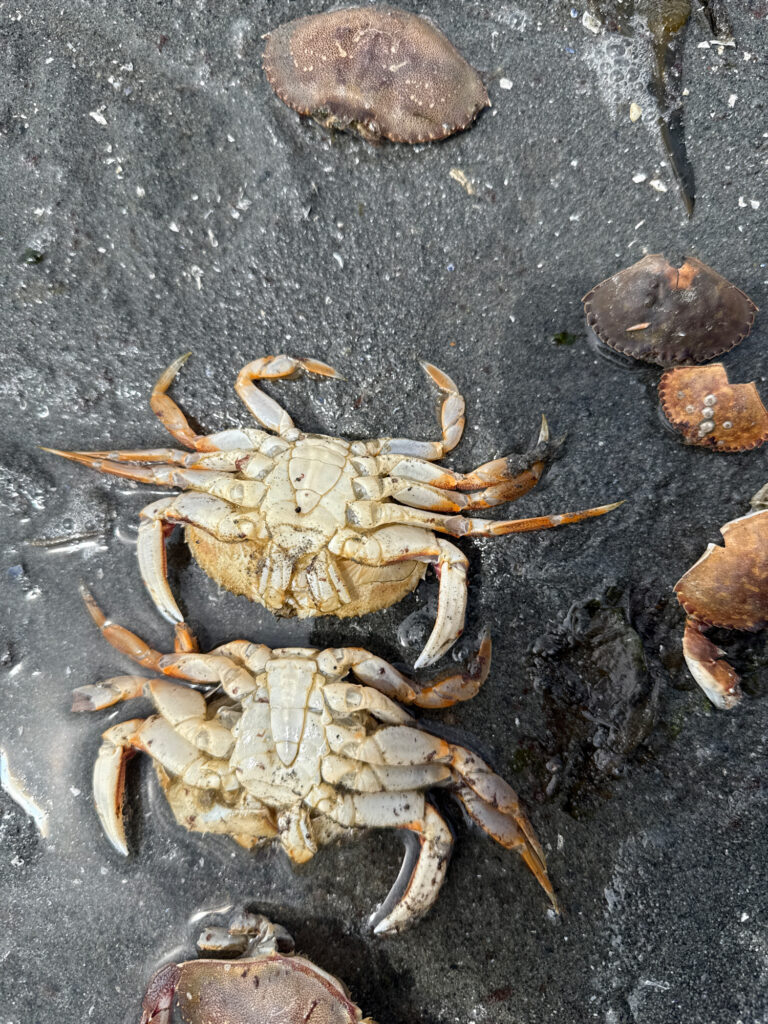 a crab on the ground (MyCoast AI)