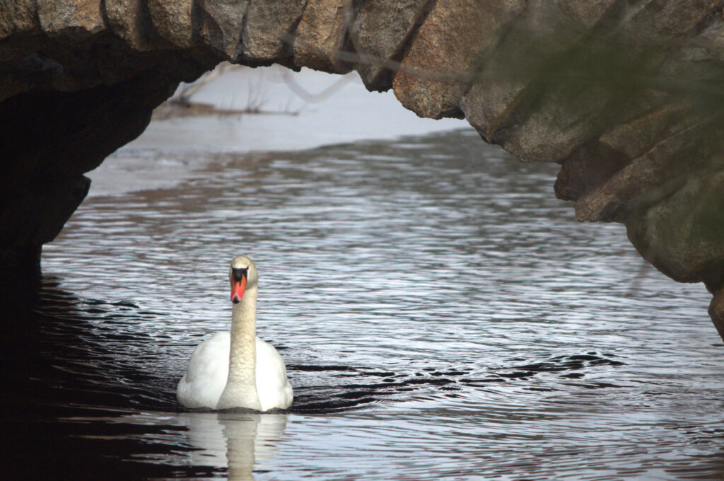 a white swan swimming in water (MyCoast AI)
