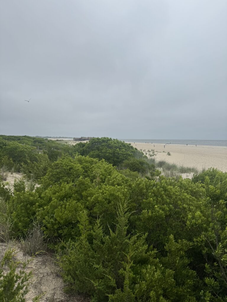 a landscape with trees and a body of water in the background (MyCoast AI)