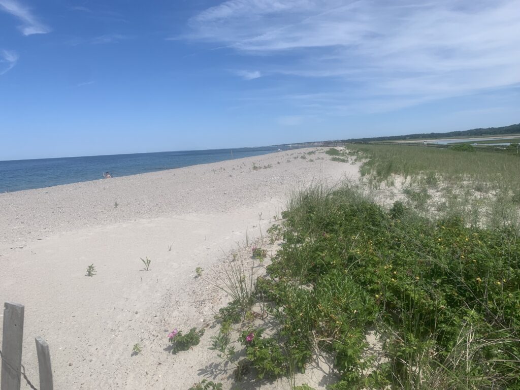 a sandy beach with plants and water (MyCoast AI)