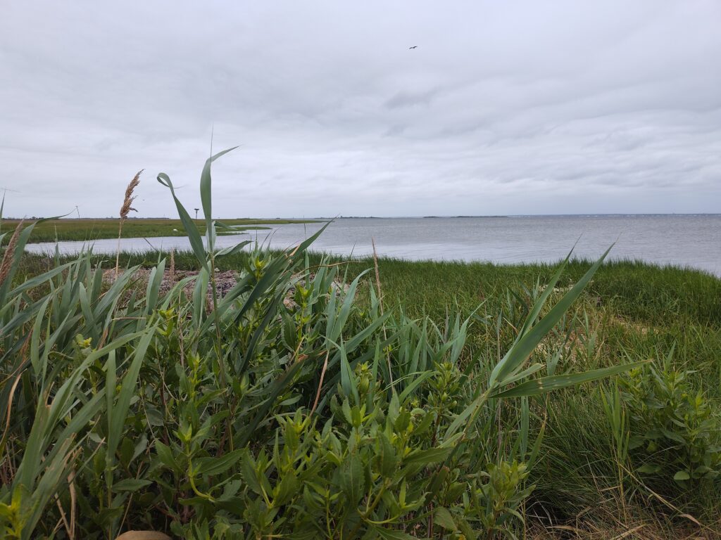 a grassy area with water in the background (MyCoast AI)