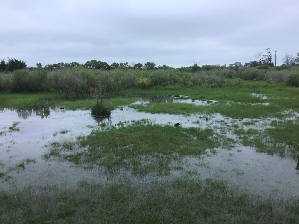 a marshy area with trees in the background (MyCoast AI)