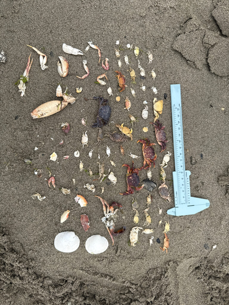 a group of shells on the ground (MyCoast AI)