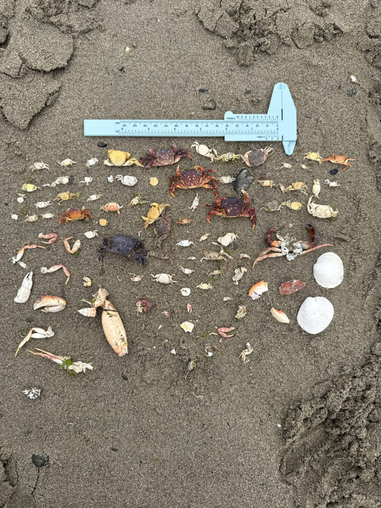 a broken cigarette on the ground (MyCoast AI)