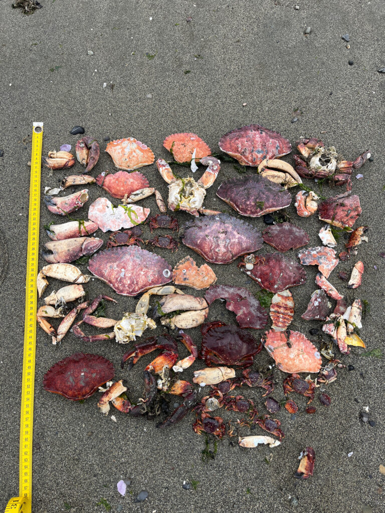 a pile of red and brown leaves (MyCoast AI)