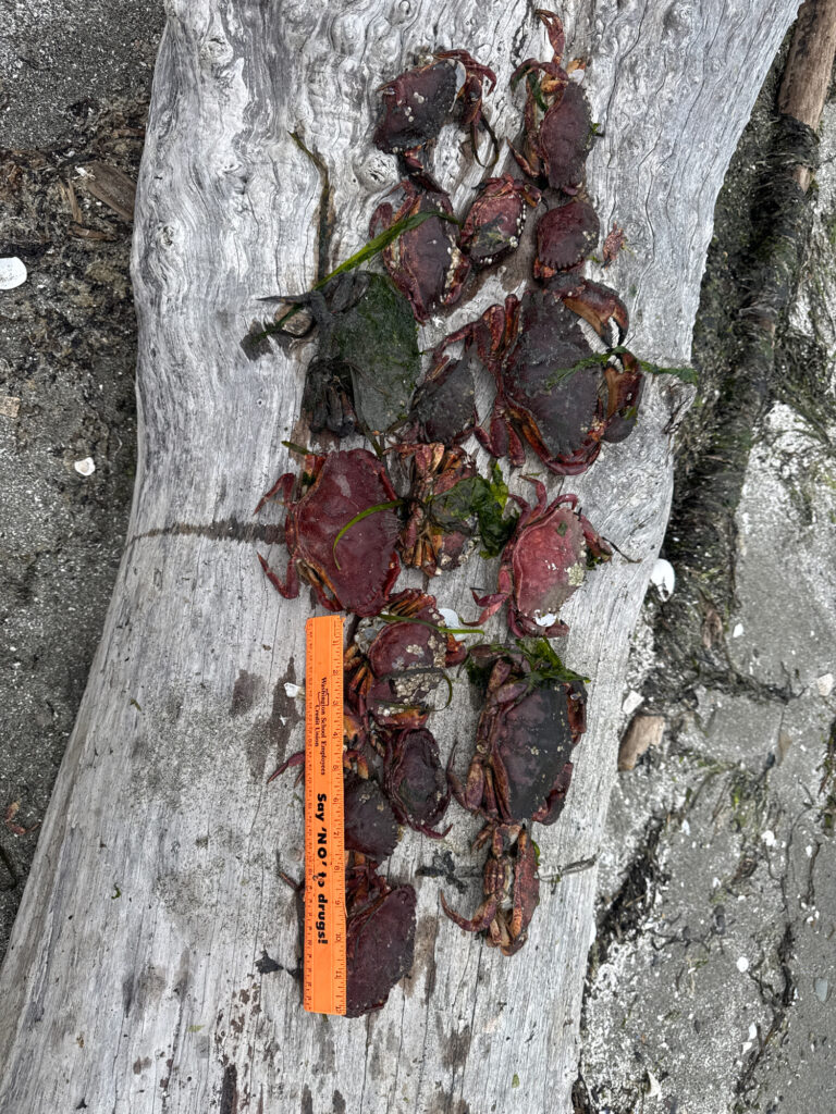 a plant with leaves (MyCoast AI)