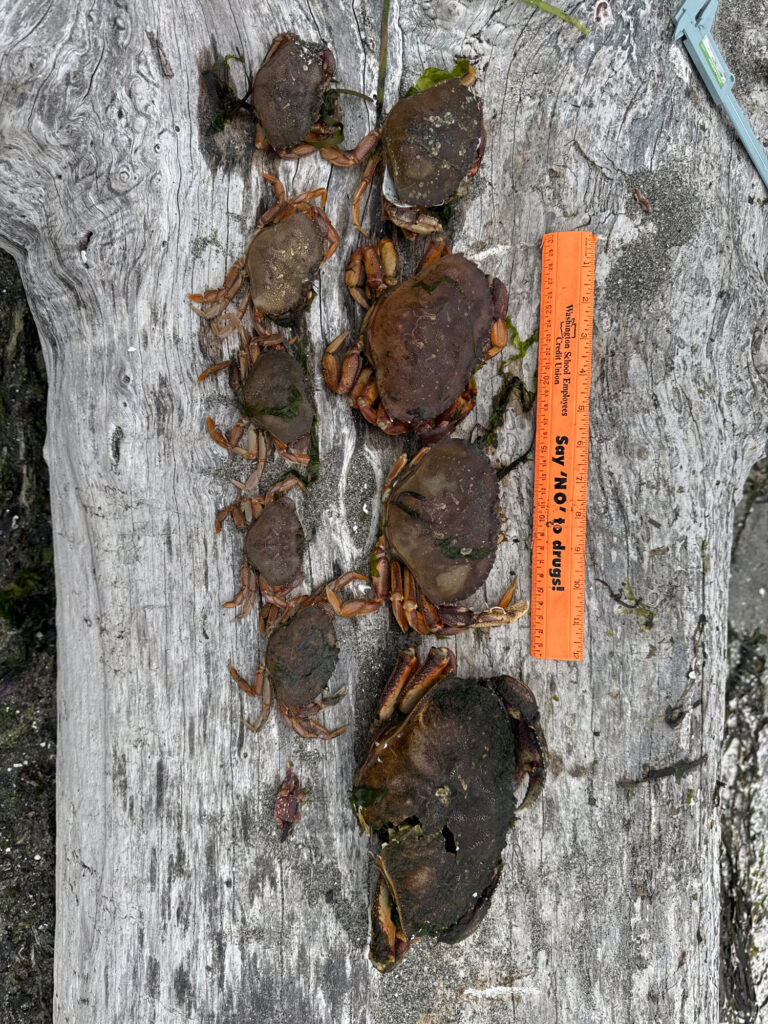 a pile of brown and black objects (MyCoast AI)
